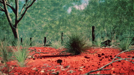 Australischer-Busch-Mit-Bäumen-Auf-Rotem-Sand